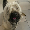Photo of Ceridwen's cordial medoc dit candy, Skye Terrier