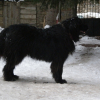 Photo of Roxy, Pyrenean Mountain Dog