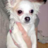 Photo of Chanelle, Chihuahua