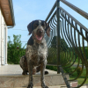 Photo of Baloo, German Wirehaired Pointer