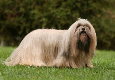 Photo: Lhasa Apso breed dog on Woopets