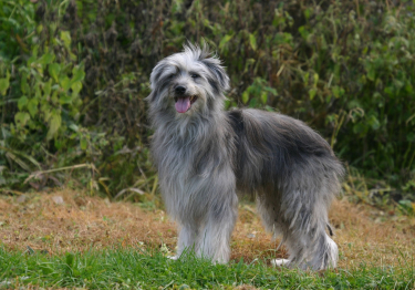 Photo: Pyrenean Shepherd dog on Woopets