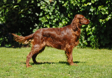Photo: Irish Red Setter breed dog on Woopets