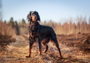 Photo: Gordon Setter breed dog on Woopets