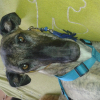 Photo of RUBIS, Spanish Greyhound