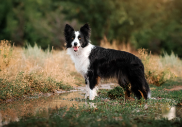 Photo: Border Collie dog on Woopets