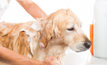 Illustration : "Trouver un shampoing bio pour chien"