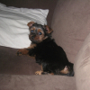 Photo of Peppa, Silky Terrier