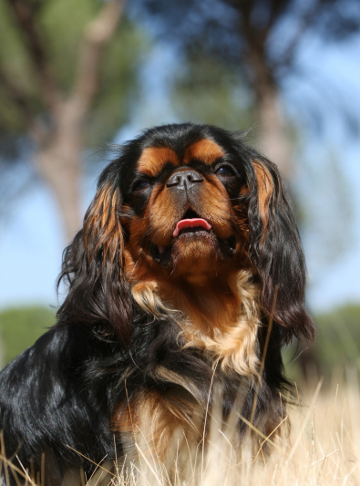 Photo: King Charles Spaniel breed dog on Woopets