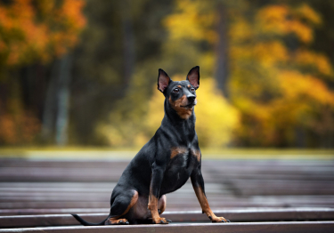 Photo: Pinscher breed dog on Woopets