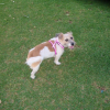 Photo of Cali, Australian Terrier