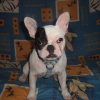 Photo of Caline, French Bulldog