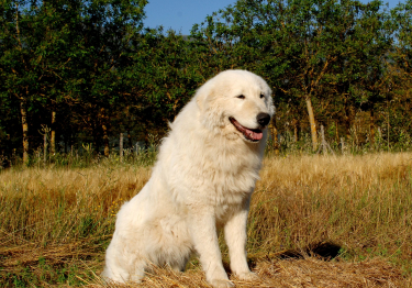 Photo: dog breed Shepherd of Maremma and Abruzzo on Woopets