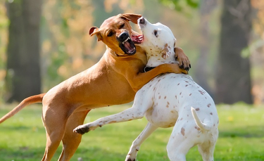Illustration : "Interrompre un combat de chiens"