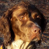 Photo of shoopy, Pont-Audemer Spaniel