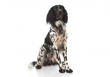 Photo: Great Muenster Spaniel dog on Woopets