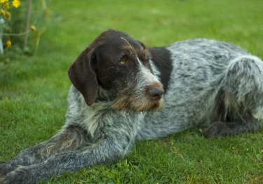 Photo: German Wirehaired Pointer breed dog on Woopets