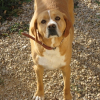 Photo of Tessa, English Pointer