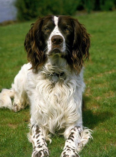 Photo: French Spaniel dog on Woopets