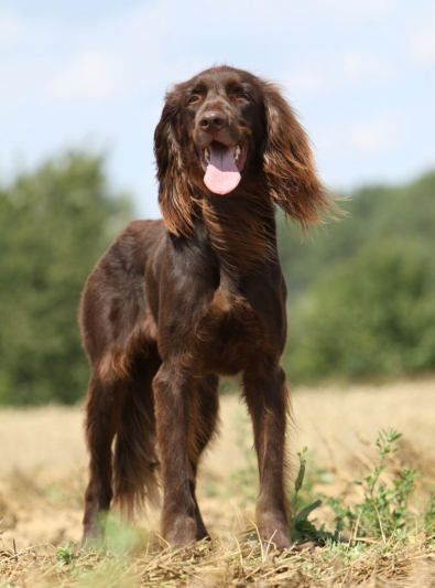 Photo: German Long-haired Pointing Dog breed on Woopets