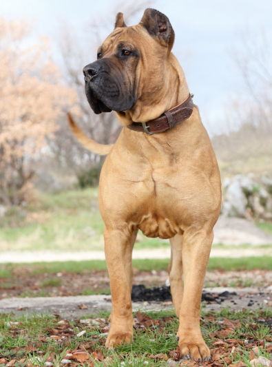 Photo: Dogo Canario breed dog on Woopets