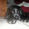 Photo of Lucky, Blue Picardy Spaniel