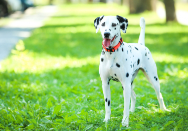 Photo: Dalmatian dog on Woopets