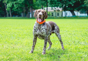 Photo: German Shorthaired Pointer breed dog on Woopets