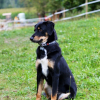 Photo of Kaiko, Appenzell Mountain Dog
