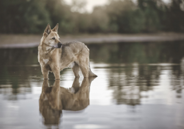 Photo: Canaan Dog breed dog on Woopets