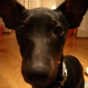 Photo of Thao, English Toy Terrier
