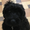 Photo of RUBY, Russian Black Terrier