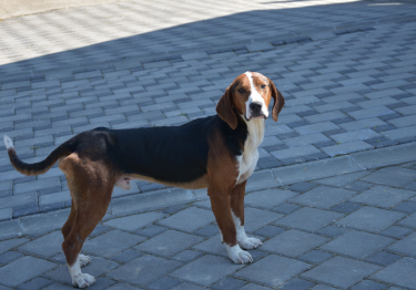 Photo: Tricolor Yugoslav Hound dog breed on Woopets