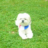 Photo of Pacco, Lhasa Apso
