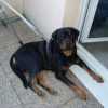 Photo of Banbo, Rottweiler