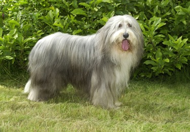Photo: Bearded Collie breed dog on Woopets