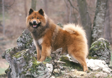 Photo: Eurasier dog on Woopets