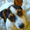 Photo of Bandit, Jack Russell Terrier