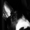 Photo of Elvis, Bull Terrier