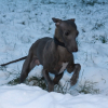 Photo of Eos, Little Italian Greyhound