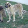 Photo by Azur, Leonberger
