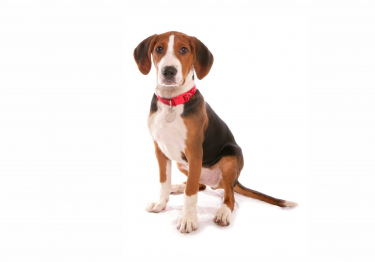 Photo: Hamilton Hound dog breed on Woopets