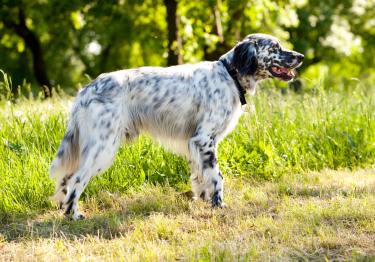 Photo: English Setter breed dog on Woopets