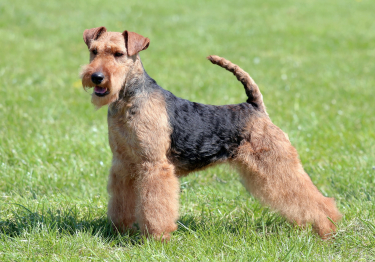 Photo: Welsh Terrier breed dog on Woopets
