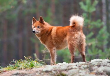 Photo: Finnish Spitz breed dog on Woopets