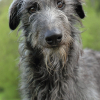 Photo of A la Bonne Franquette, Scottish Greyhound