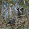 Photo of Twilight, Scottish Greyhound
