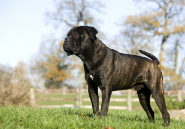 Photo: Cane Corso breed dog on Woopets