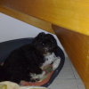 Photo of Bounty, Portuguese Water Dog