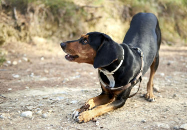 Photo: Greek Hound dog breed on Woopets